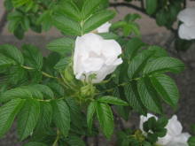 ����R�[�h�ىԒd�ɍ炭�u�͂܂Ȃ��v