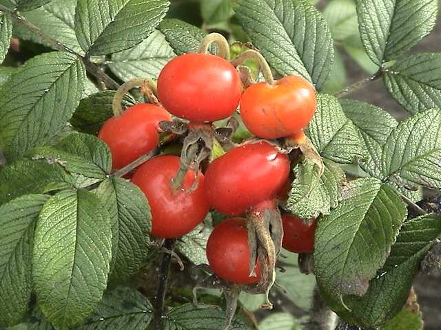 ����R�[�h�ىԒd�ɍ炭�u�͂܂Ȃ��v�̉Ԃ������Ԃ���������