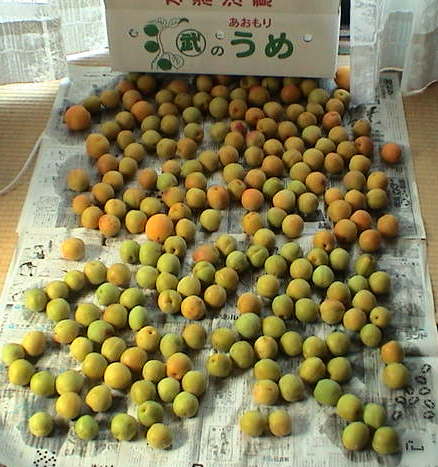 ����̔~���P�O�j��