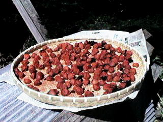 �����P�R�N�x�Ł@�~���̊����i