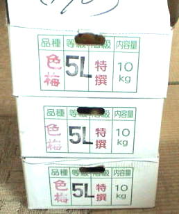 �����P�U�N�R�O�����̔~