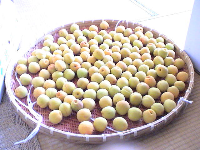 �����P�U�N�R�O�����̔~3